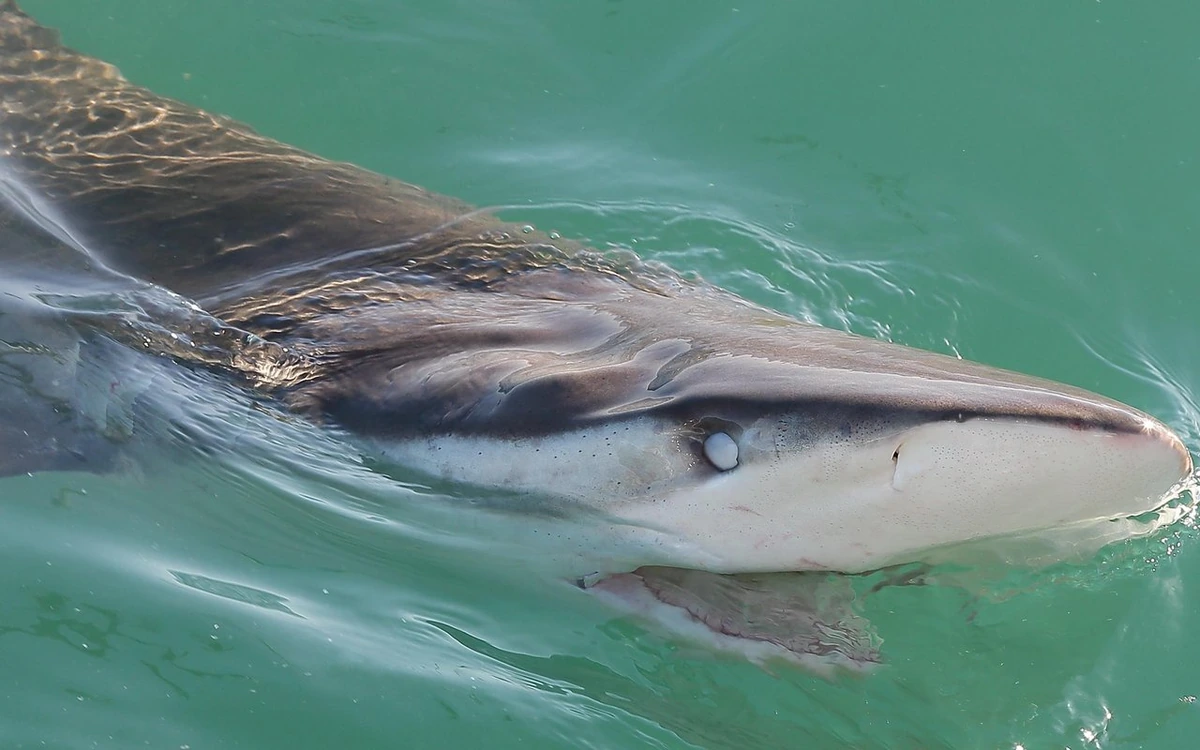 La cabeza de un tiburón bronce rompiendo la superficie del agua verde, visto de cerca