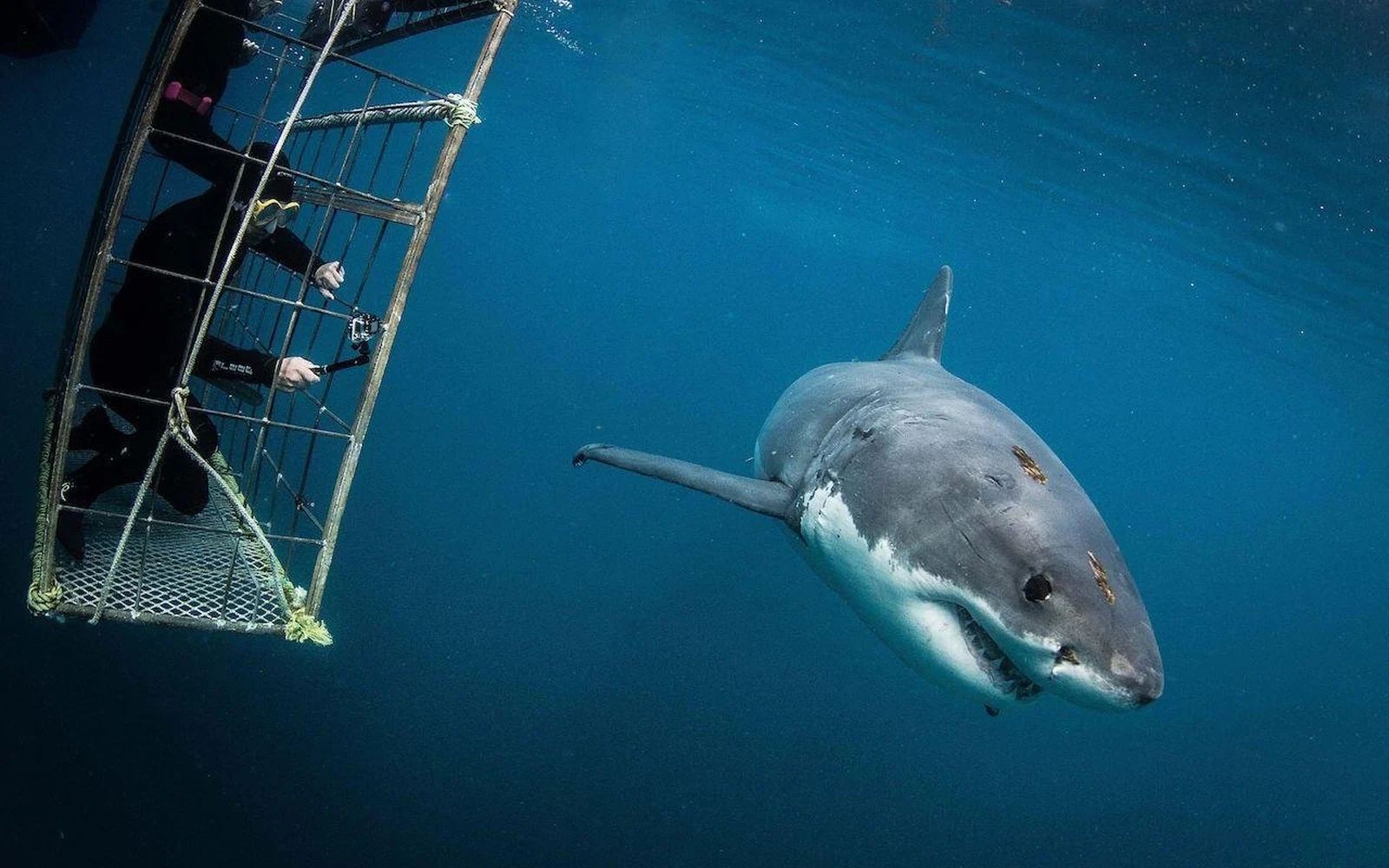 Un gran tiburón blanco pasando cerca de los barrotes de una jaula de superficie en aguas azules