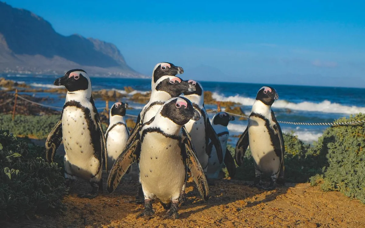 Pingüinos africanos de pie sobre rocas cubiertas de algas con el oleaje detrás