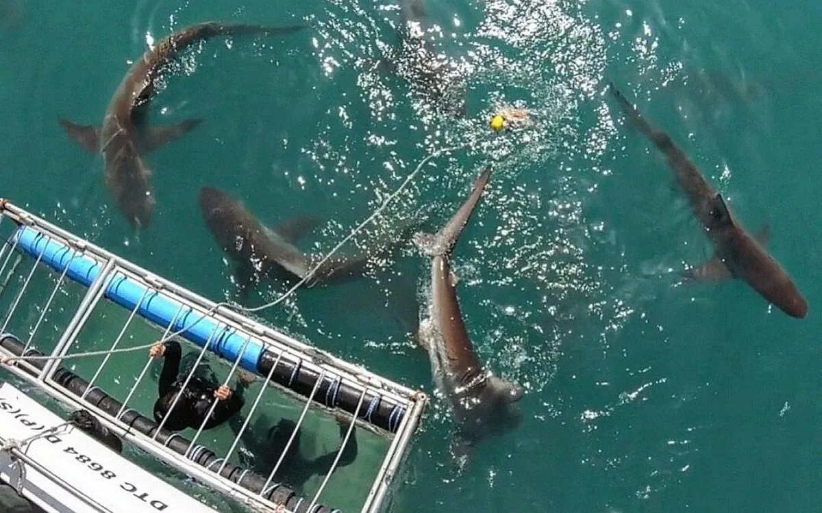Sharks circling a surface cage, seen from the boat above