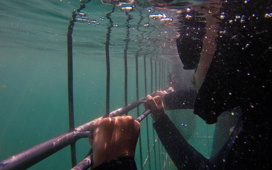 Cape Town: Shark Cage Dive