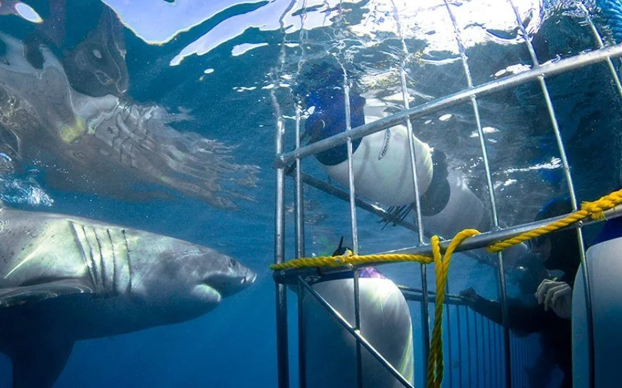 Dos tiburones dando vueltas cerca de los barrotes de una jaula amarilla