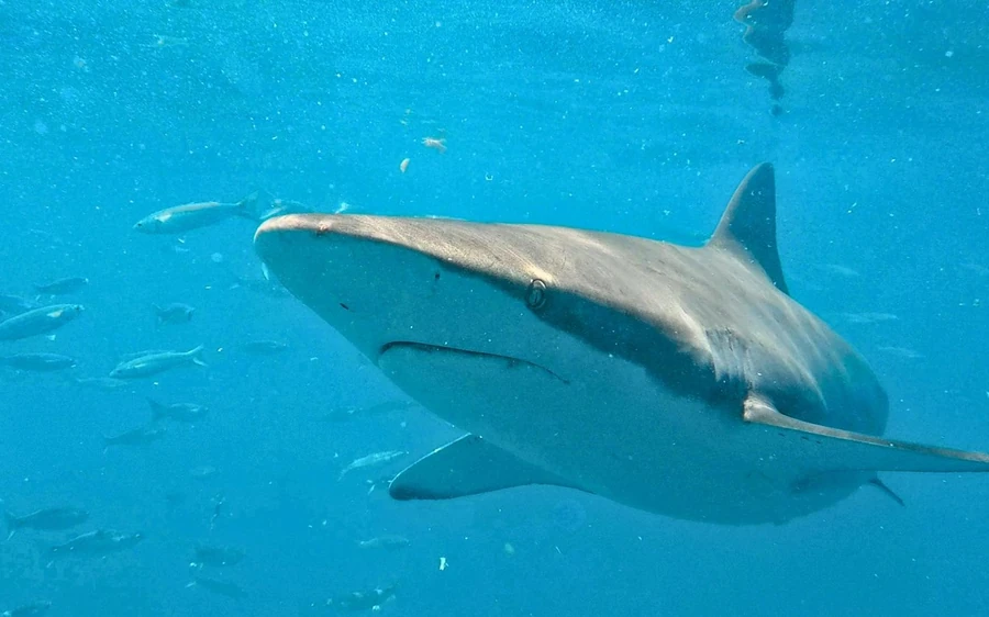 Cape Town: Gansbaai Eco-Friendly Shark Cage Diving Cruise