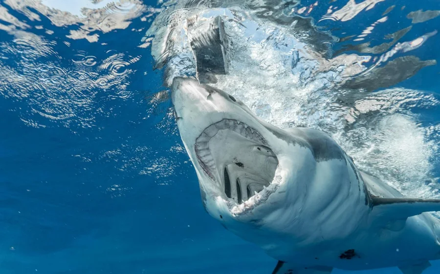 Un tiburón rompiendo la superficie con las fauces abiertas