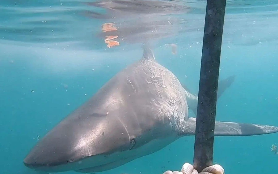 Gansbaai: Shark Cage Diving and Shark Viewing Boat Trip