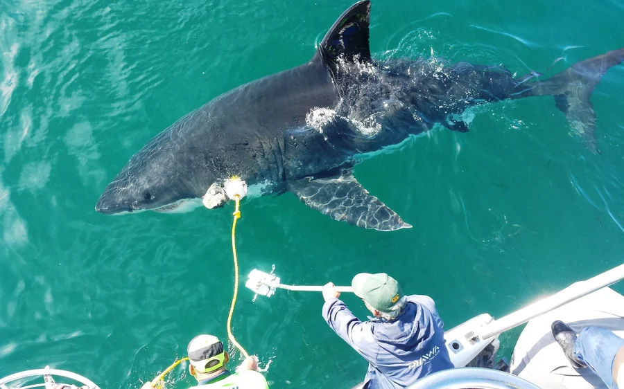 Un tiburón en la superficie junto al barco mientras se recoge un sedal