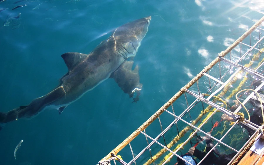From Hermanus or Cape Town: Shark Cage Diving Experience