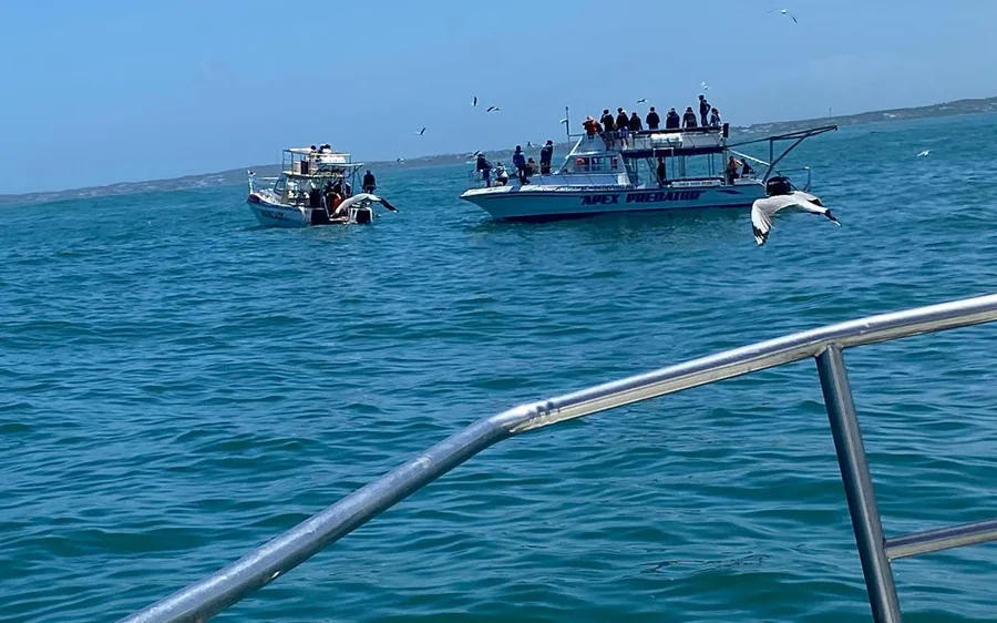 Shark Cage Diving Private Tour with Transport from Cape Town