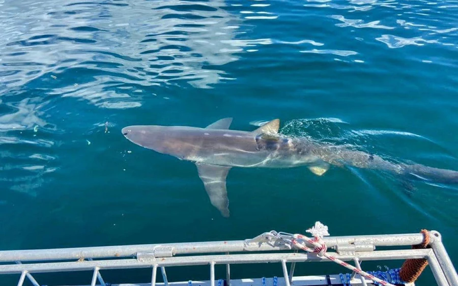 Cape Town: Award-Winning Shark Cage Diving in Simon’s Town
