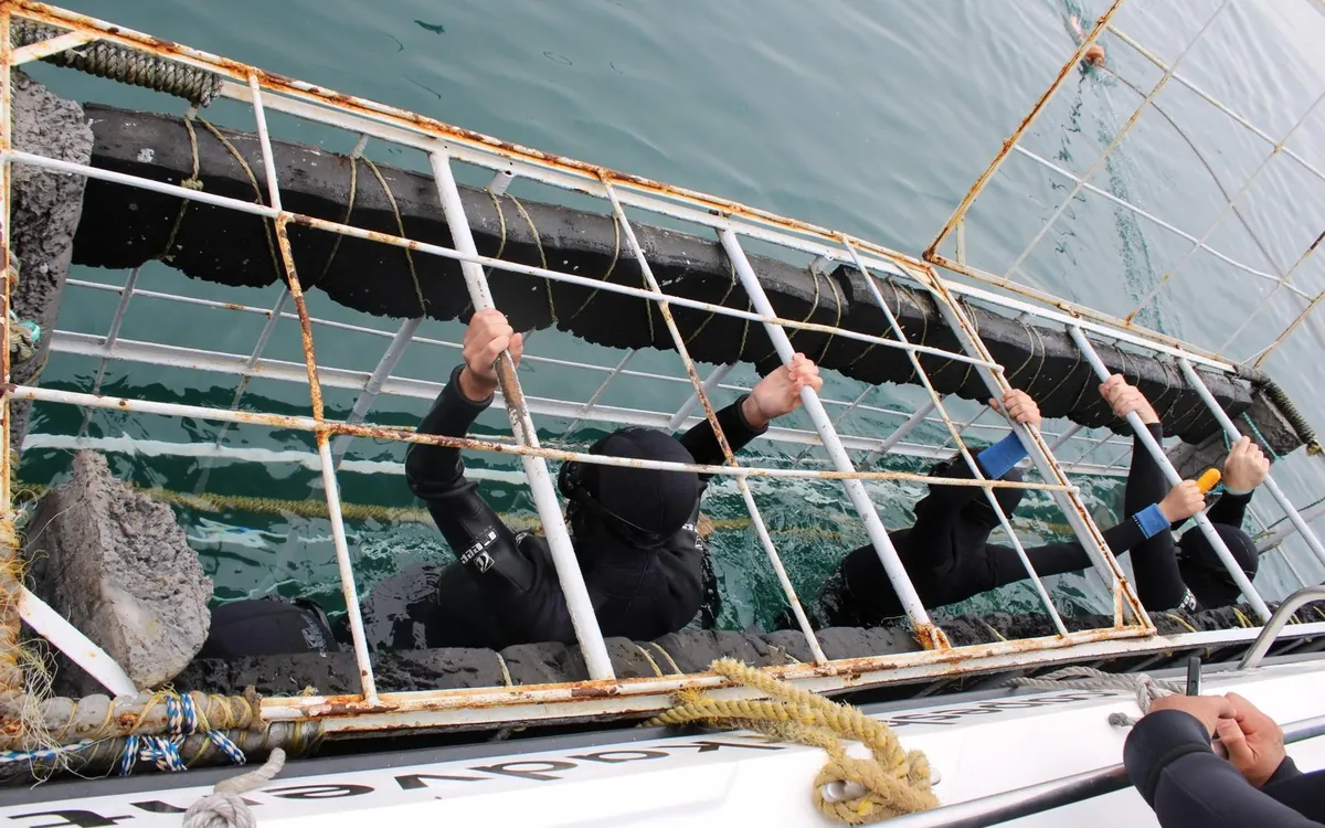 Buzos sujetando la barra superior de la jaula flotando contra el casco del barco